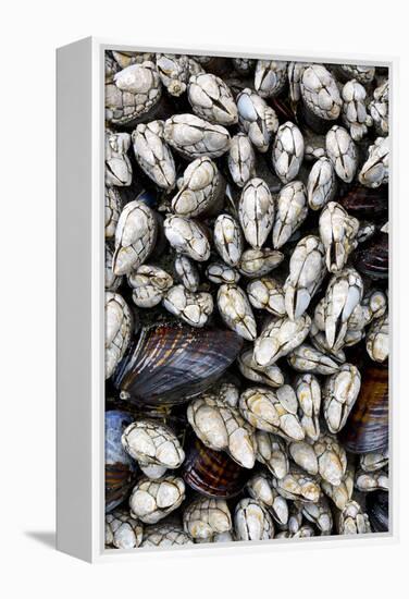 Washington, Olympic National Park. Gooseneck Barnacles and Clams-Jaynes Gallery-Framed Premier Image Canvas