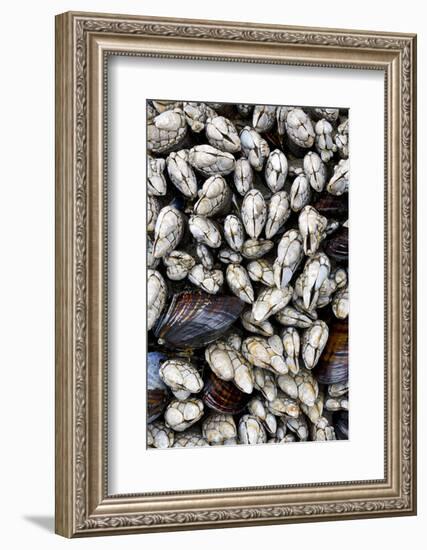 Washington, Olympic National Park. Gooseneck Barnacles and Clams-Jaynes Gallery-Framed Photographic Print