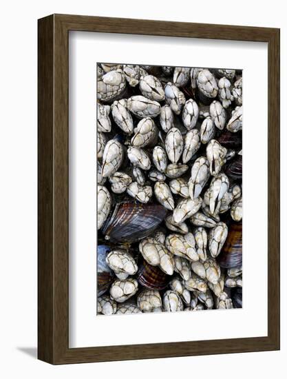 Washington, Olympic National Park. Gooseneck Barnacles and Clams-Jaynes Gallery-Framed Photographic Print