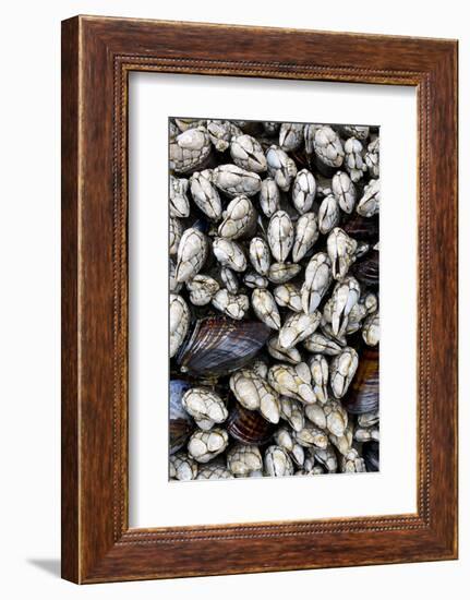 Washington, Olympic National Park. Gooseneck Barnacles and Clams-Jaynes Gallery-Framed Photographic Print
