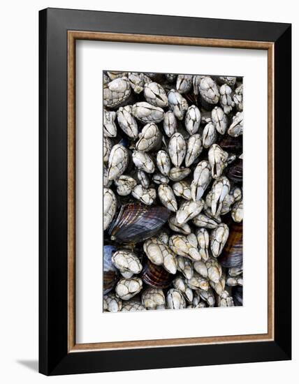 Washington, Olympic National Park. Gooseneck Barnacles and Clams-Jaynes Gallery-Framed Photographic Print