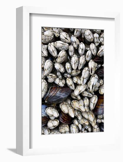 Washington, Olympic National Park. Gooseneck Barnacles and Clams-Jaynes Gallery-Framed Photographic Print