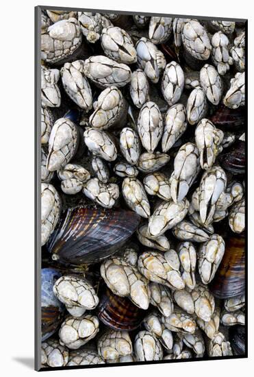 Washington, Olympic National Park. Gooseneck Barnacles and Clams-Jaynes Gallery-Mounted Photographic Print