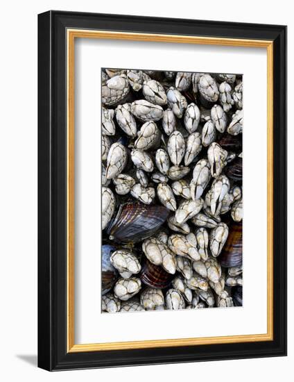 Washington, Olympic National Park. Gooseneck Barnacles and Clams-Jaynes Gallery-Framed Photographic Print