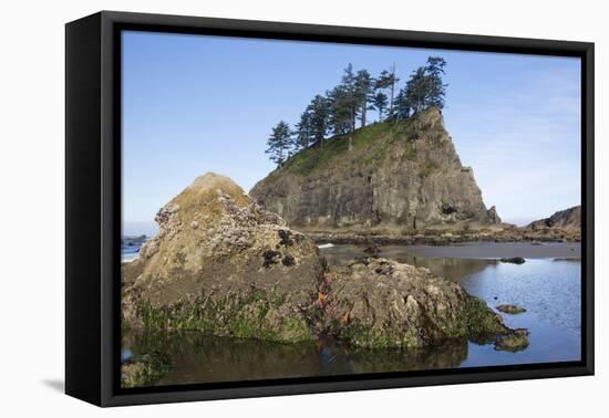 Washington, Olympic National Park, Second Beach, Ochre Sea Stars and Seastack-Jamie And Judy Wild-Framed Premier Image Canvas