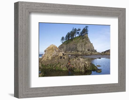Washington, Olympic National Park, Second Beach, Ochre Sea Stars and Seastack-Jamie And Judy Wild-Framed Photographic Print