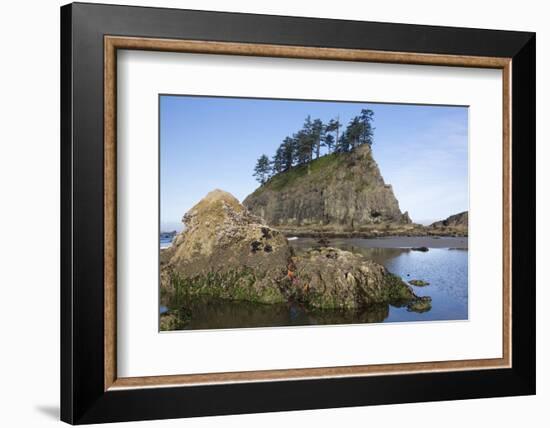 Washington, Olympic National Park, Second Beach, Ochre Sea Stars and Seastack-Jamie And Judy Wild-Framed Photographic Print