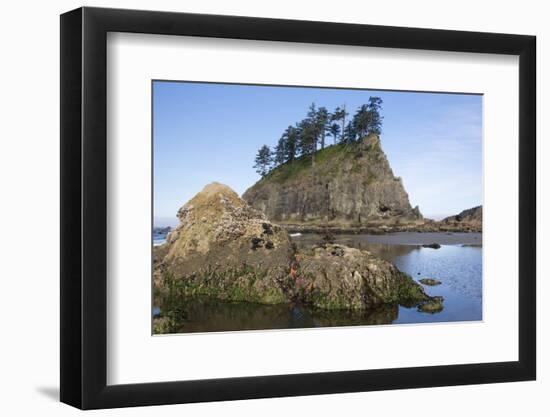 Washington, Olympic National Park, Second Beach, Ochre Sea Stars and Seastack-Jamie And Judy Wild-Framed Photographic Print