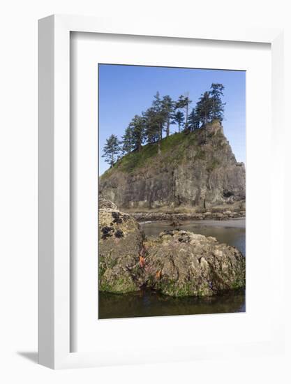 Washington, Olympic National Park, Second Beach, Ochre Sea Stars and Seastack-Jamie And Judy Wild-Framed Photographic Print