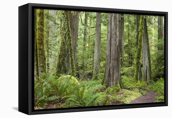 Washington, Olympic NP. Old Growth Forest on Barnes Creek Trail-Don Paulson-Framed Premier Image Canvas