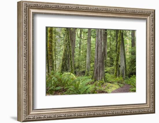 Washington, Olympic NP. Old Growth Forest on Barnes Creek Trail-Don Paulson-Framed Photographic Print