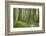 Washington, Olympic NP. Old Growth Forest on Barnes Creek Trail-Don Paulson-Framed Photographic Print