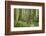 Washington, Olympic NP. Old Growth Forest on Barnes Creek Trail-Don Paulson-Framed Photographic Print