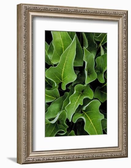 Washington, Palouse Hills, Kamiak Butte. Arrowleaf Balsamroot-Don Paulson-Framed Photographic Print