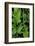 Washington, Palouse Hills, Kamiak Butte. Arrowleaf Balsamroot-Don Paulson-Framed Photographic Print