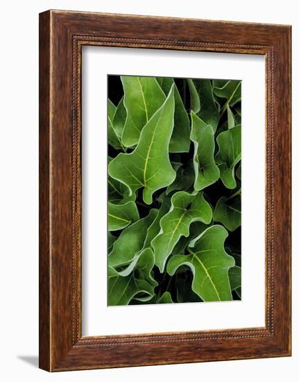 Washington, Palouse Hills, Kamiak Butte. Arrowleaf Balsamroot-Don Paulson-Framed Photographic Print