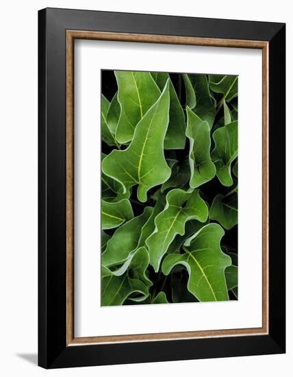 Washington, Palouse Hills, Kamiak Butte. Arrowleaf Balsamroot-Don Paulson-Framed Photographic Print