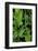 Washington, Palouse Hills, Kamiak Butte. Arrowleaf Balsamroot-Don Paulson-Framed Photographic Print