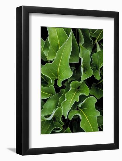 Washington, Palouse Hills, Kamiak Butte. Arrowleaf Balsamroot-Don Paulson-Framed Photographic Print