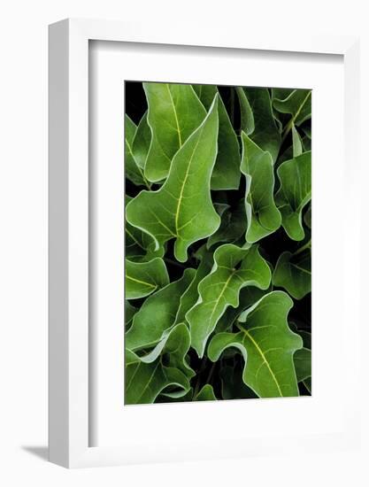 Washington, Palouse Hills, Kamiak Butte. Arrowleaf Balsamroot-Don Paulson-Framed Photographic Print