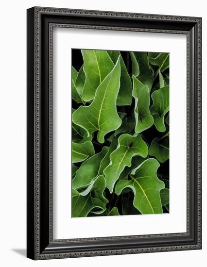 Washington, Palouse Hills, Kamiak Butte. Arrowleaf Balsamroot-Don Paulson-Framed Photographic Print