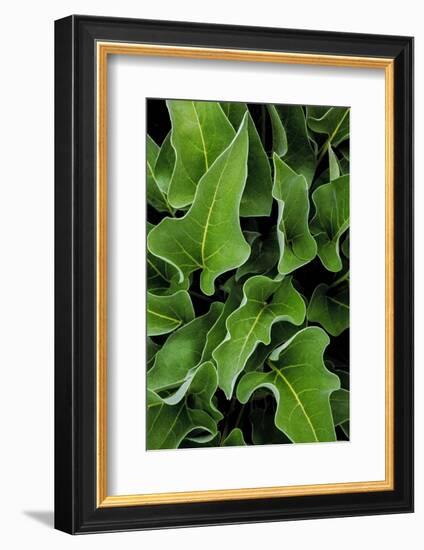 Washington, Palouse Hills, Kamiak Butte. Arrowleaf Balsamroot-Don Paulson-Framed Photographic Print