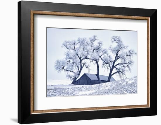 Washington, Palouse, Snow Covered Barn with Old Oak Tree-Terry Eggers-Framed Photographic Print