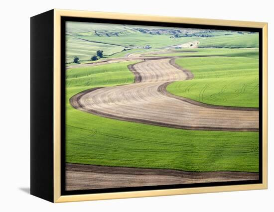 Washington, Palouse, Whitman County. Aerial of Palouse Region-Julie Eggers-Framed Premier Image Canvas