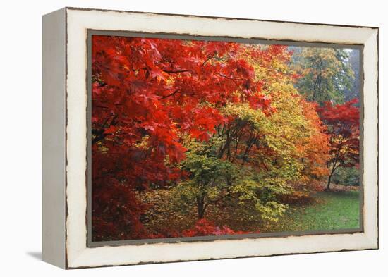 Washington Park Arboretum, Autumn Trees, Seattle, Washington, USA-Paul Souders-Framed Premier Image Canvas