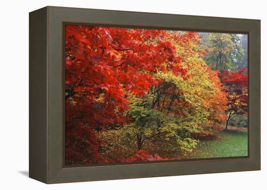 Washington Park Arboretum, Autumn Trees, Seattle, Washington, USA-Paul Souders-Framed Premier Image Canvas