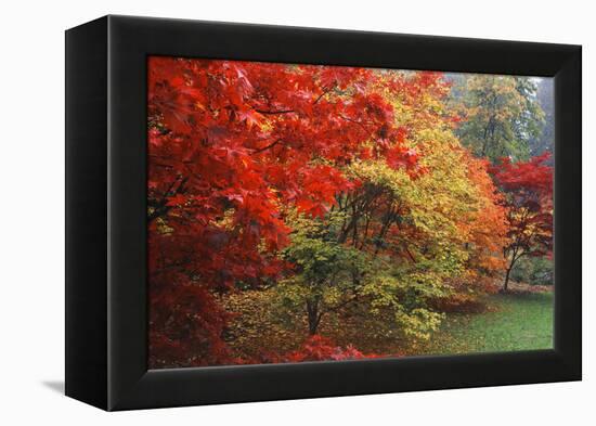 Washington Park Arboretum, Autumn Trees, Seattle, Washington, USA-Paul Souders-Framed Premier Image Canvas