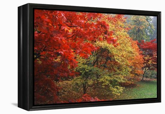 Washington Park Arboretum, Autumn Trees, Seattle, Washington, USA-Paul Souders-Framed Premier Image Canvas