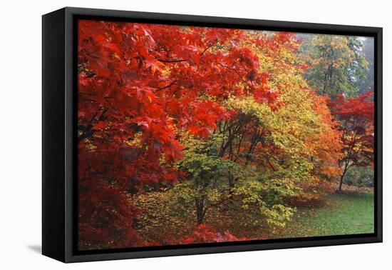 Washington Park Arboretum, Autumn Trees, Seattle, Washington, USA-Paul Souders-Framed Premier Image Canvas