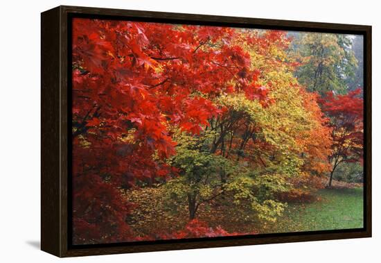 Washington Park Arboretum, Autumn Trees, Seattle, Washington, USA-Paul Souders-Framed Premier Image Canvas