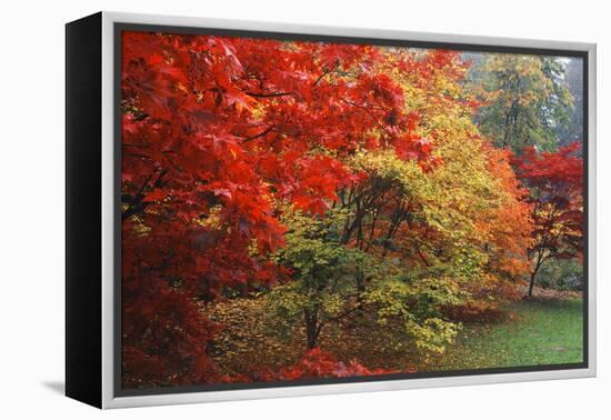 Washington Park Arboretum, Autumn Trees, Seattle, Washington, USA-Paul Souders-Framed Premier Image Canvas