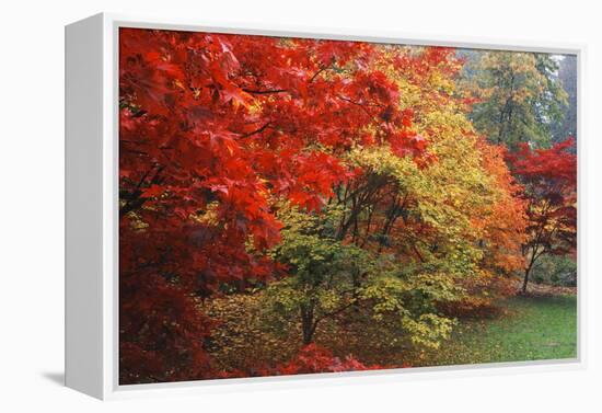 Washington Park Arboretum, Autumn Trees, Seattle, Washington, USA-Paul Souders-Framed Premier Image Canvas