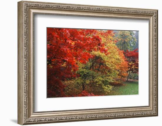 Washington Park Arboretum, Autumn Trees, Seattle, Washington, USA-Paul Souders-Framed Photographic Print