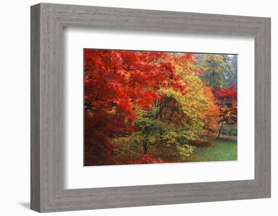 Washington Park Arboretum, Autumn Trees, Seattle, Washington, USA-Paul Souders-Framed Photographic Print