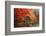 Washington Park Arboretum, Autumn Trees, Seattle, Washington, USA-Paul Souders-Framed Photographic Print