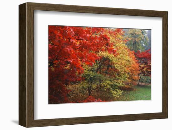 Washington Park Arboretum, Autumn Trees, Seattle, Washington, USA-Paul Souders-Framed Photographic Print