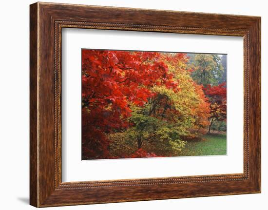 Washington Park Arboretum, Autumn Trees, Seattle, Washington, USA-Paul Souders-Framed Photographic Print