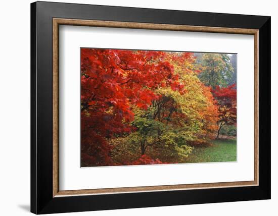 Washington Park Arboretum, Autumn Trees, Seattle, Washington, USA-Paul Souders-Framed Photographic Print