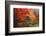 Washington Park Arboretum, Autumn Trees, Seattle, Washington, USA-Paul Souders-Framed Photographic Print