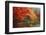 Washington Park Arboretum, Autumn Trees, Seattle, Washington, USA-Paul Souders-Framed Photographic Print