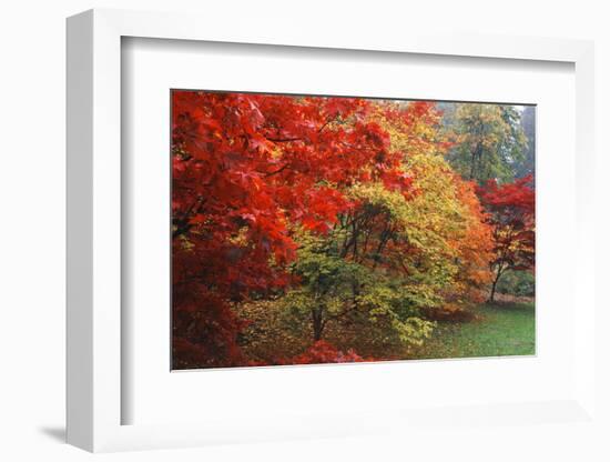 Washington Park Arboretum, Autumn Trees, Seattle, Washington, USA-Paul Souders-Framed Photographic Print