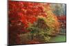 Washington Park Arboretum, Autumn Trees, Seattle, Washington, USA-Paul Souders-Mounted Photographic Print