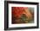 Washington Park Arboretum, Autumn Trees, Seattle, Washington, USA-Paul Souders-Framed Photographic Print