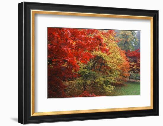 Washington Park Arboretum, Autumn Trees, Seattle, Washington, USA-Paul Souders-Framed Photographic Print