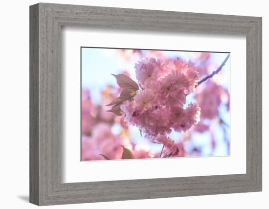 Washington Park Arboretum, spring blooms, Seattle, Washington State, USA-Stuart Westmorland-Framed Photographic Print