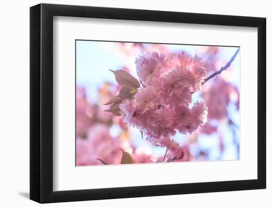 Washington Park Arboretum, spring blooms, Seattle, Washington State, USA-Stuart Westmorland-Framed Photographic Print